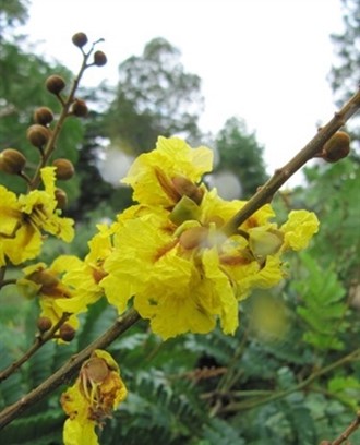 Yellow flame