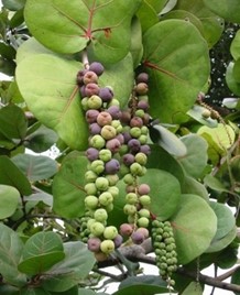 Sea grape