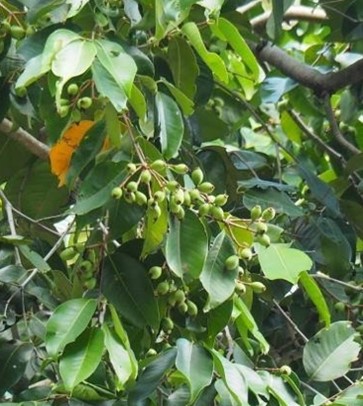 Sea apple